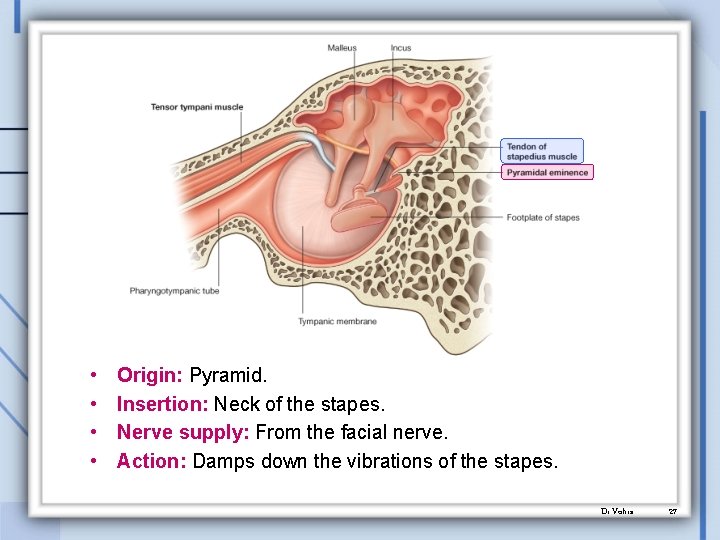  • • Origin: Pyramid. Insertion: Neck of the stapes. Nerve supply: From the