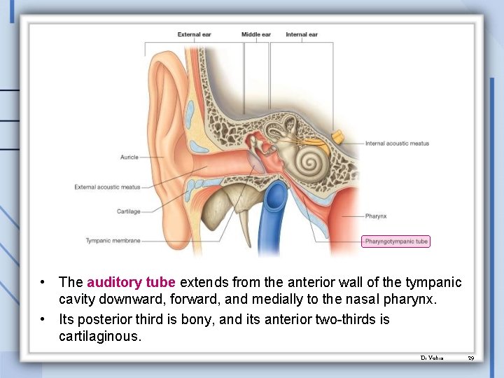  • The auditory tube extends from the anterior wall of the tympanic cavity
