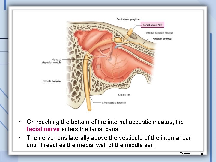  • On reaching the bottom of the internal acoustic meatus, the facial nerve