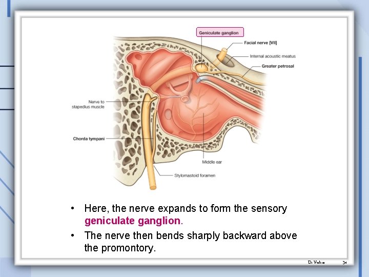  • Here, the nerve expands to form the sensory geniculate ganglion. • The