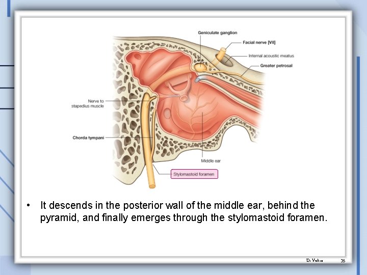  • It descends in the posterior wall of the middle ear, behind the