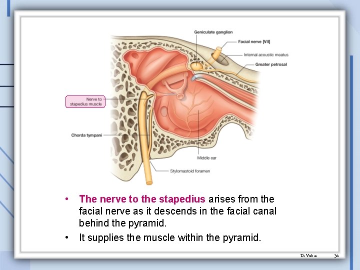  • • The nerve to the stapedius arises from the facial nerve as