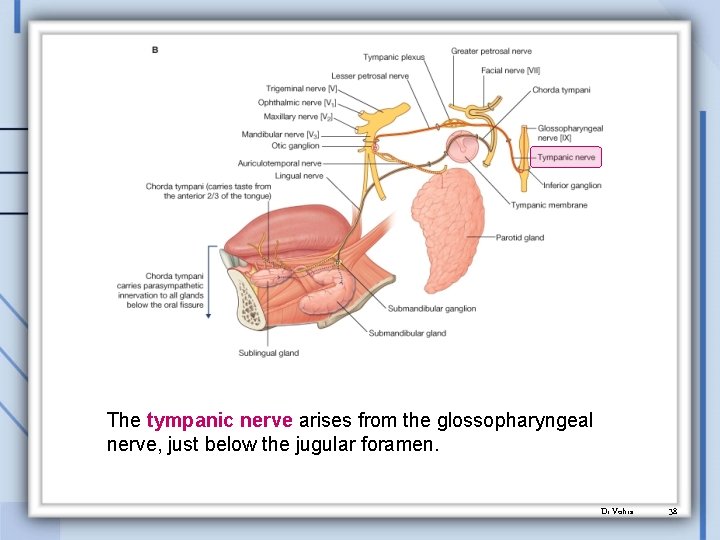 The tympanic nerve arises from the glossopharyngeal nerve, just below the jugular foramen. Dr.