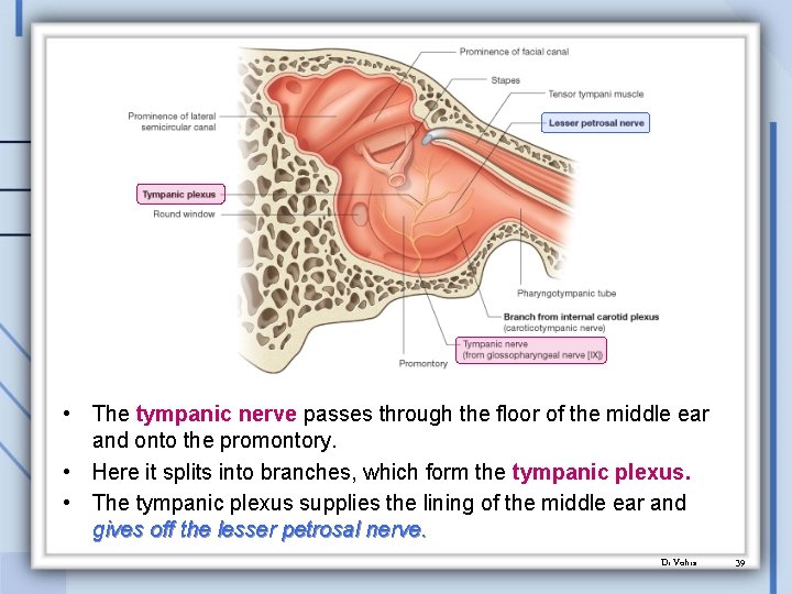  • The tympanic nerve passes through the floor of the middle ear and