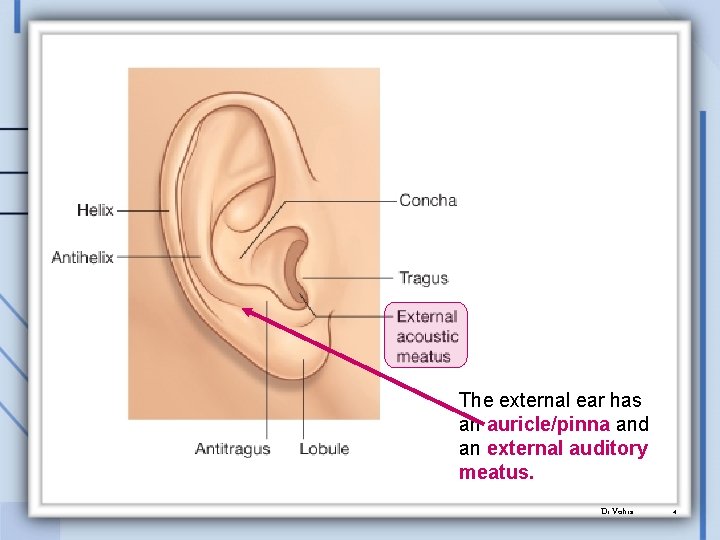 The external ear has an auricle/pinna and an external auditory meatus. Dr. Vohra 4