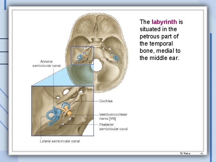 The labyrinth is situated in the petrous part of the temporal bone, medial to