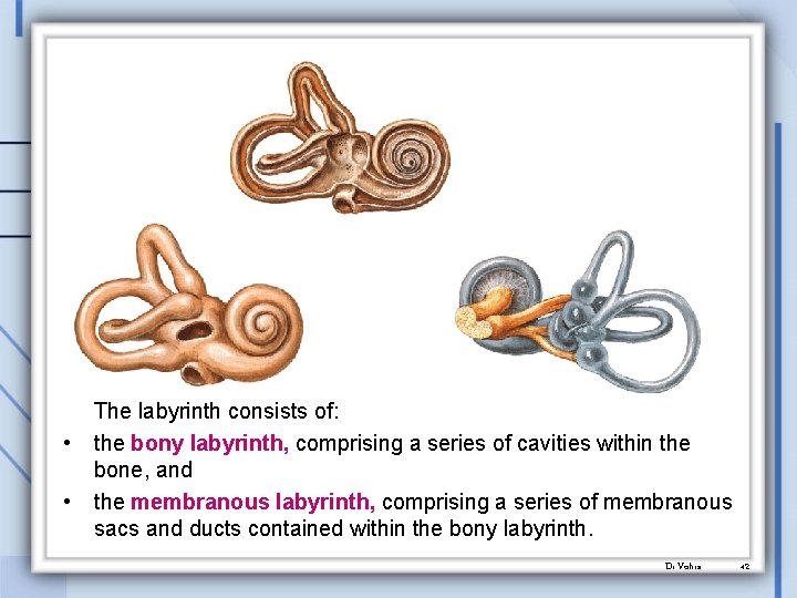 • • The labyrinth consists of: the bony labyrinth, comprising a series of