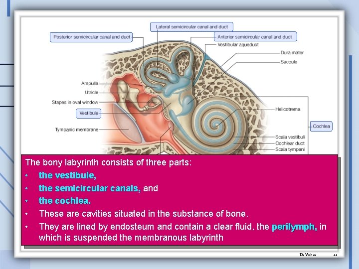 The bony labyrinth consists of three parts: • the vestibule, • the semicircular canals,