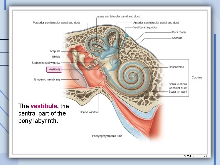 The vestibule, the central part of the bony labyrinth. Dr. Vohra 45 