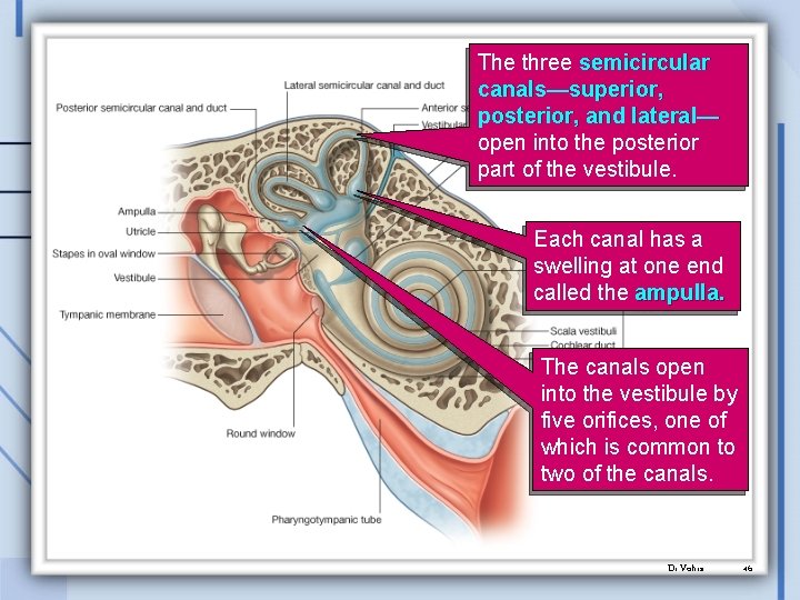 The three semicircular canals—superior, posterior, and lateral— open into the posterior part of the