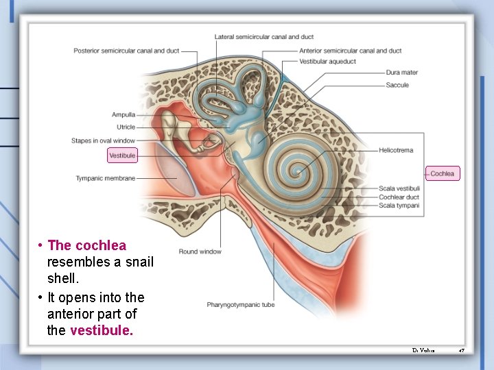  • The cochlea resembles a snail shell. • It opens into the anterior