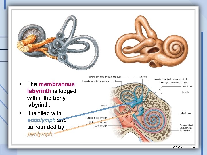  • The membranous labyrinth is lodged within the bony labyrinth. • It is