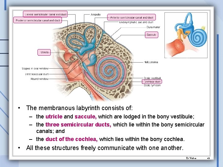  • The membranous labyrinth consists of: – the utricle and saccule, which are