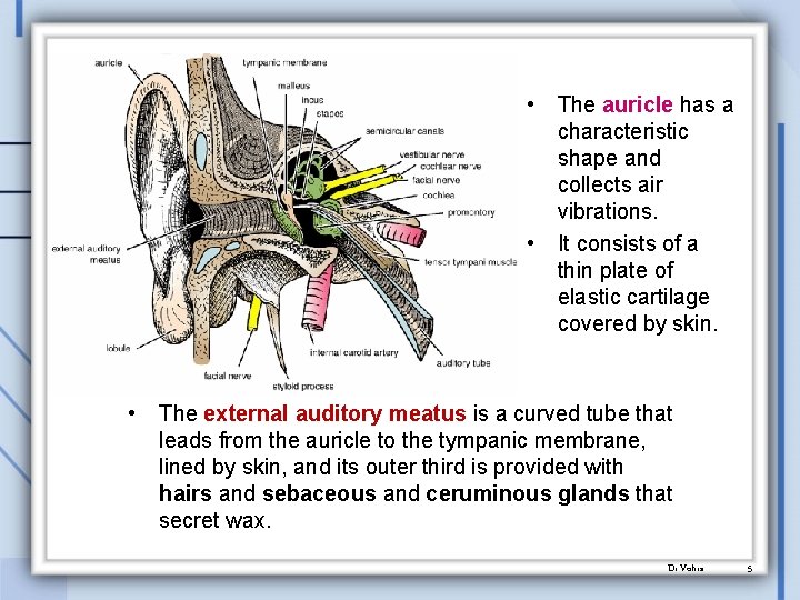  • • • The auricle has a characteristic shape and collects air vibrations.