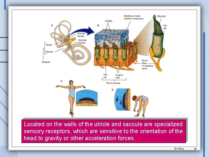 Located on the walls of the utricle and saccule are specialized sensory receptors, which