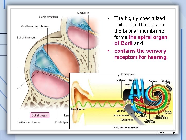  • The highly specialized epithelium that lies on the basilar membrane forms the