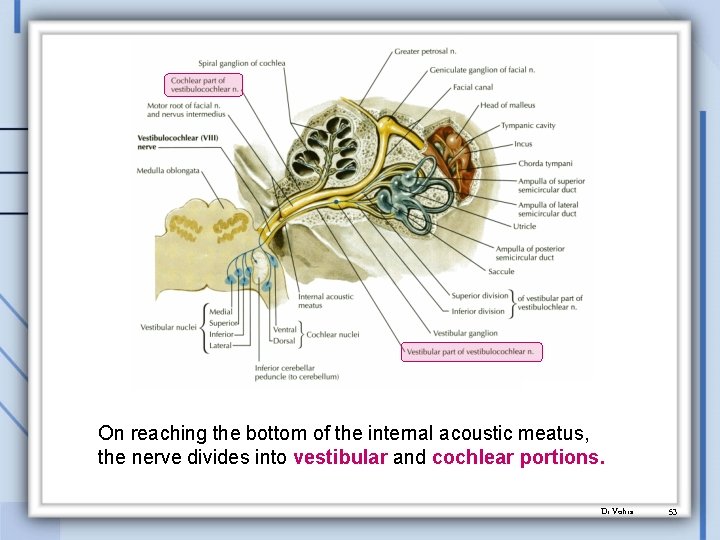 On reaching the bottom of the internal acoustic meatus, the nerve divides into vestibular