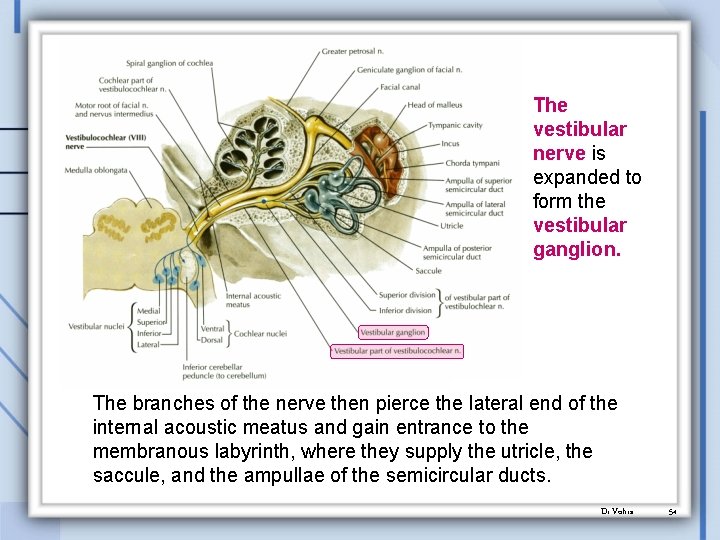 The vestibular nerve is expanded to form the vestibular ganglion. The branches of the
