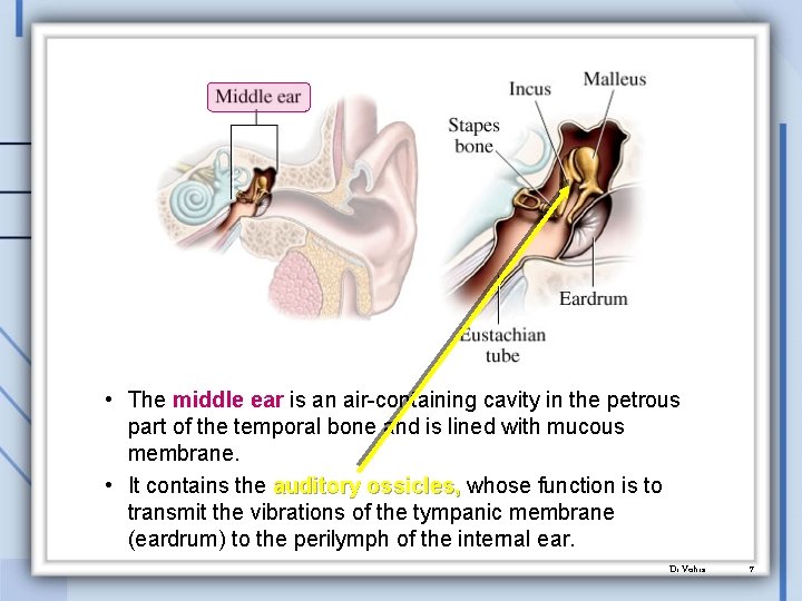  • The middle ear is an air-containing cavity in the petrous part of