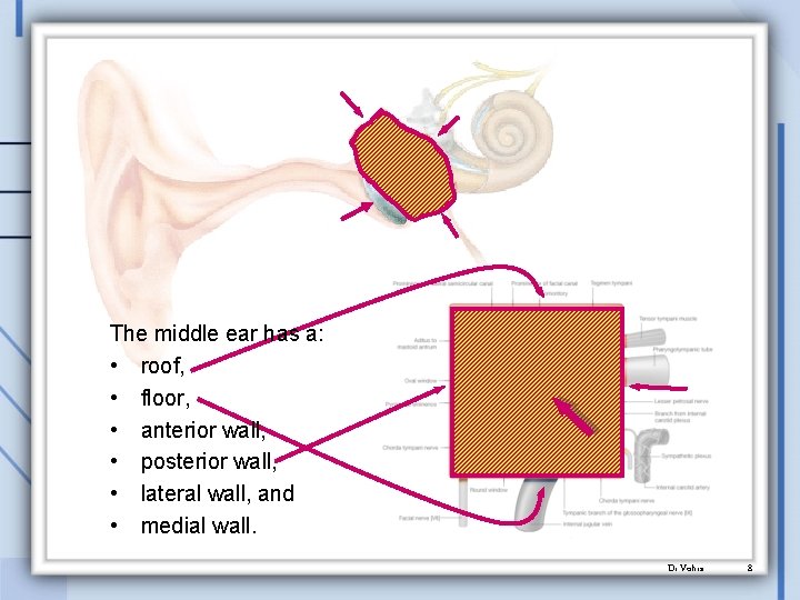 The middle ear has a: • roof, • floor, • anterior wall, • posterior