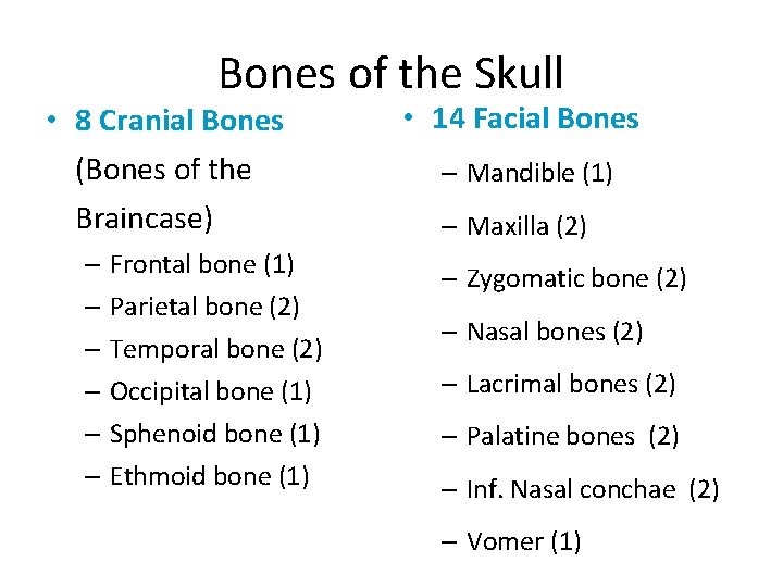 Bones of the Skull • 8 Cranial Bones (Bones of the Braincase) – Frontal