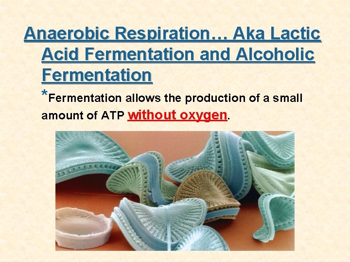 Anaerobic Respiration… Aka Lactic Acid Fermentation and Alcoholic Fermentation *Fermentation allows the production of