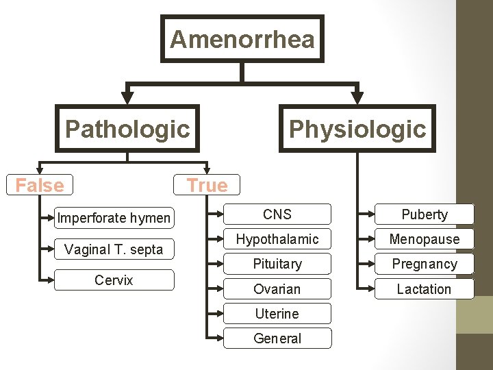 Amenorrhea Pathologic False Physiologic True Imperforate hymen Vaginal T. septa Cervix CNS Puberty Hypothalamic