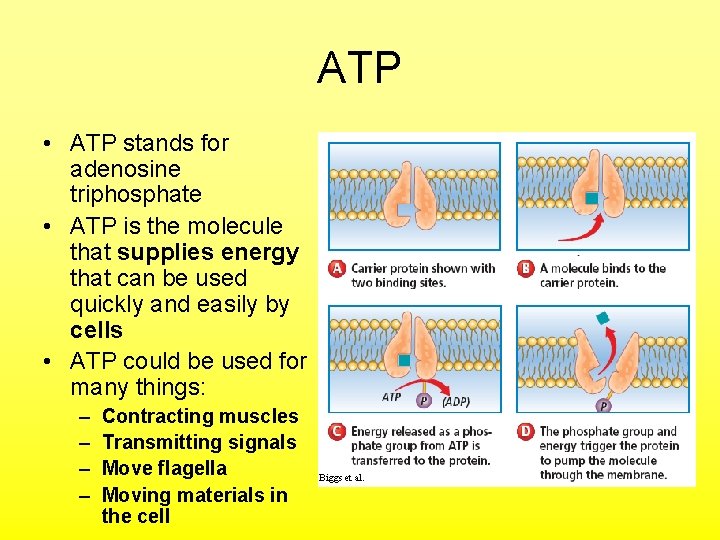 ATP • ATP stands for adenosine triphosphate • ATP is the molecule that supplies