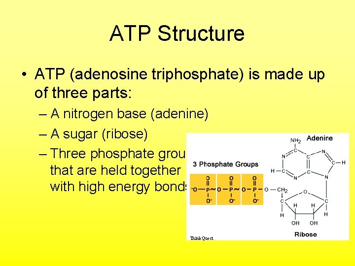 ATP Structure • ATP (adenosine triphosphate) is made up of three parts: – A