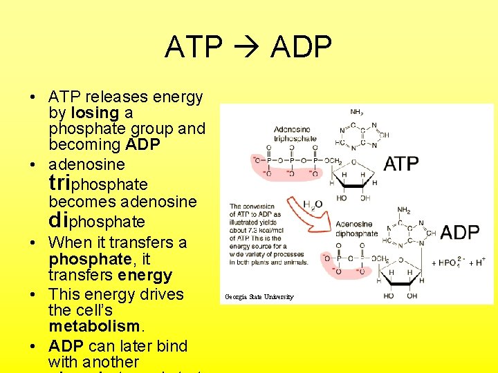 ATP ADP • ATP releases energy by losing a phosphate group and becoming ADP