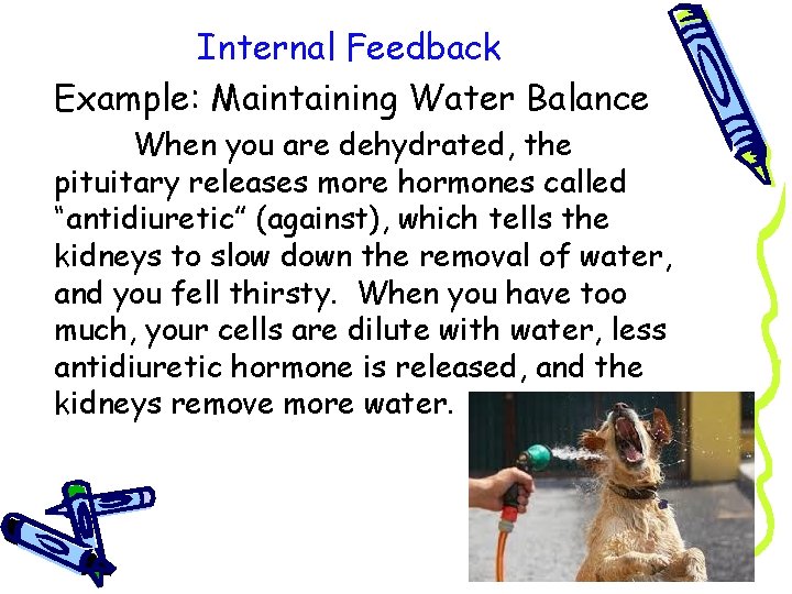 Internal Feedback Example: Maintaining Water Balance When you are dehydrated, the pituitary releases more