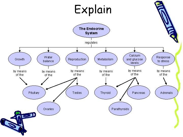 Explain Section 39 -2 The Endocrine System regulates Metabolism Calcium and glucose levels Response
