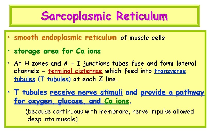Sarcoplasmic Reticulum • smooth endoplasmic reticulum of muscle cells • storage area for Ca