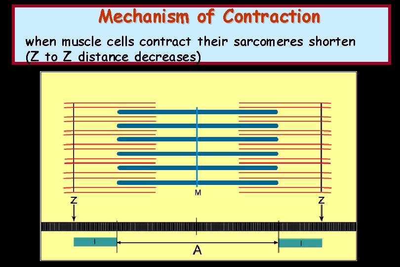 Mechanism of Contraction when muscle cells contract their sarcomeres shorten (Z to Z distance