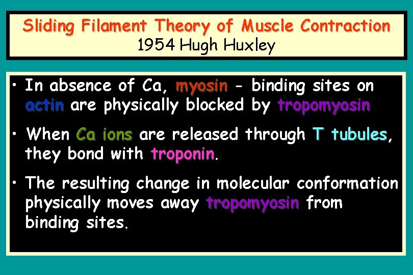 Sliding Filament Theory of Muscle Contraction 1954 Hugh Huxley • In absence of Ca,
