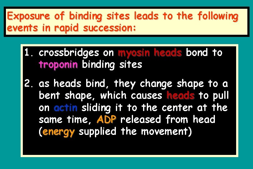 Exposure of binding sites leads to the following events in rapid succession: 1. crossbridges