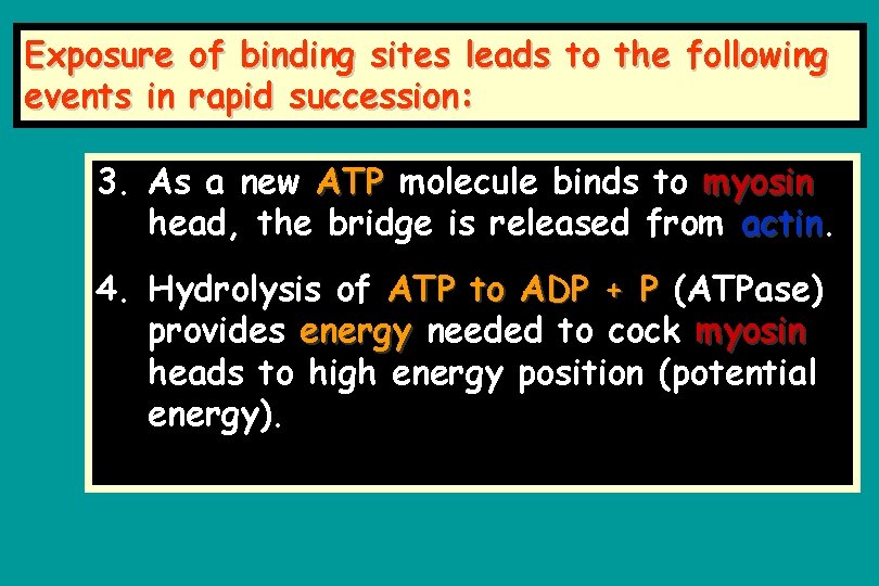 Exposure of binding sites leads to the following events in rapid succession: 3. As