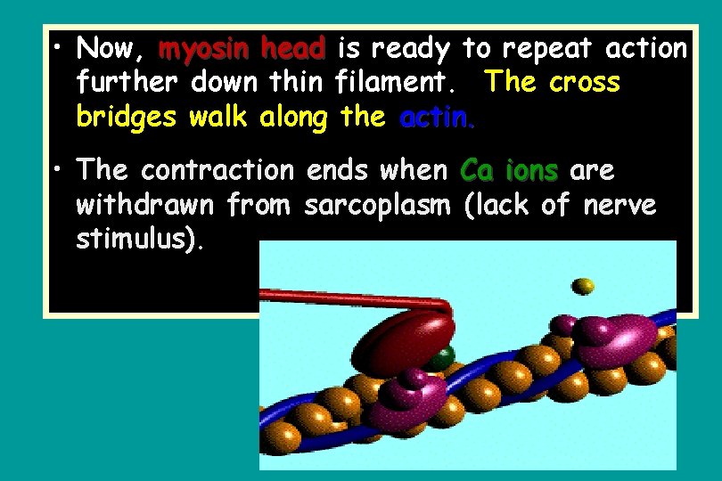  • Now, myosin head is ready to repeat action further down thin filament.