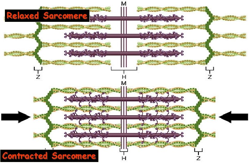 Relaxed Sarcomere Contracted Sarcomere 