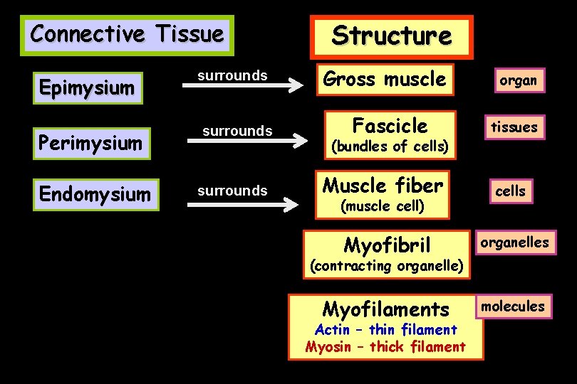 Connective Tissue Epimysium Perimysium Endomysium surrounds Structure Gross muscle Fascicle (bundles of cells) Muscle