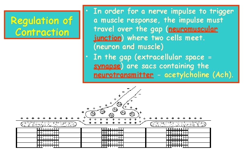 Regulation of Contraction • In order for a nerve impulse to trigger a muscle