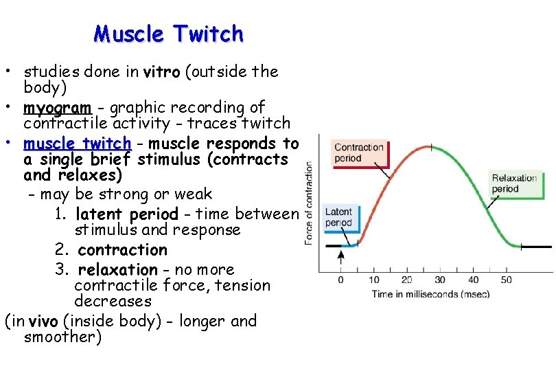 Muscle Twitch • studies done in vitro (outside the body) • myogram - graphic