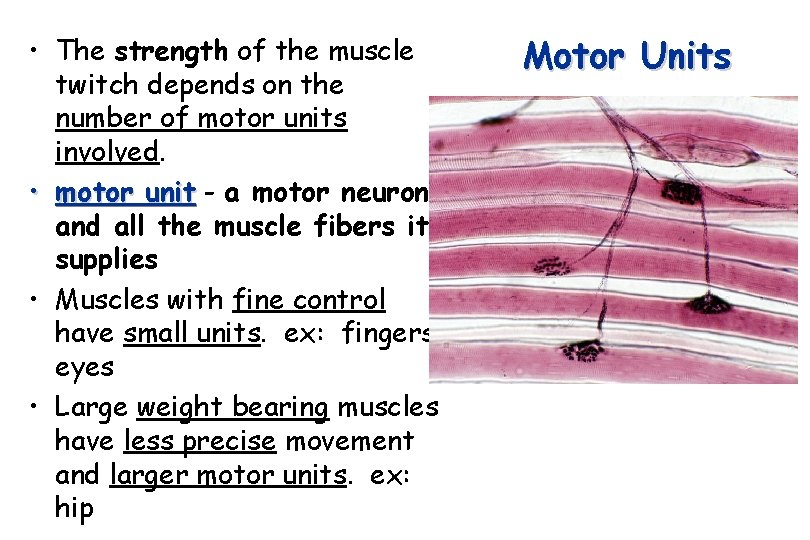  • The strength of the muscle twitch depends on the number of motor