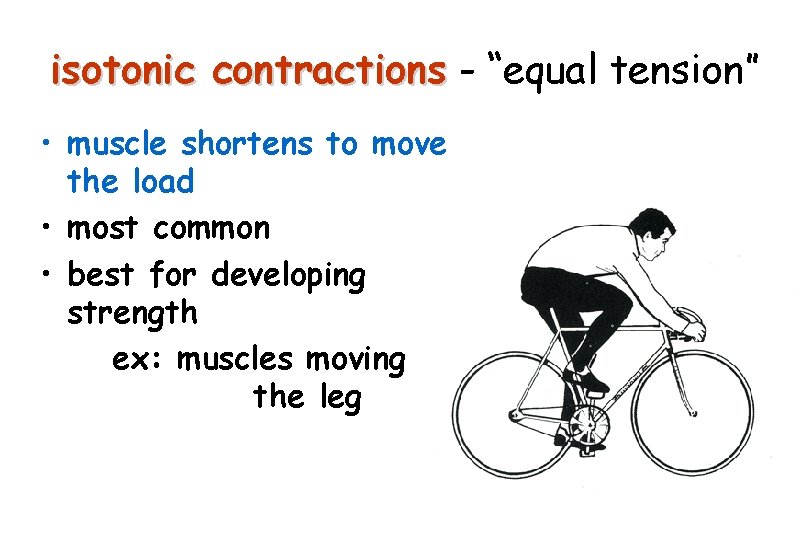 isotonic contractions - “equal tension” • muscle shortens to move the load • most
