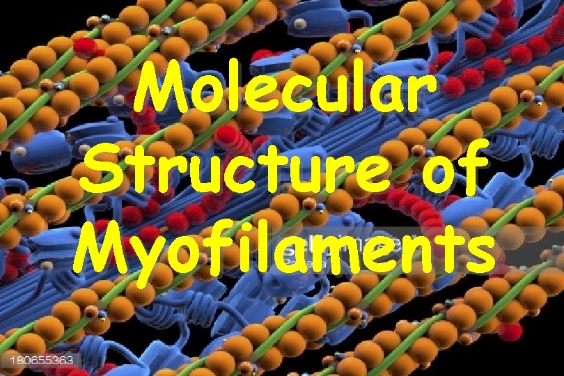 Molecular Structure of Myofilaments 