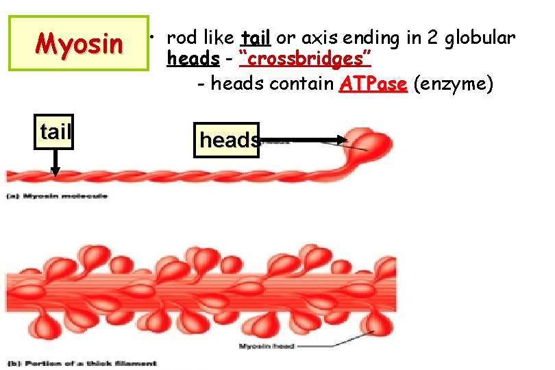 Myosin tail • rod like tail or axis ending in 2 globular heads -