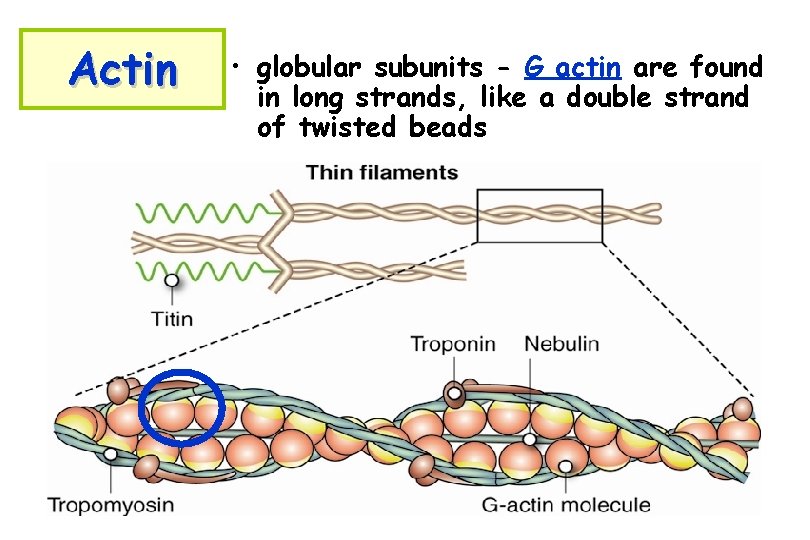 Actin • globular subunits - G actin are found in long strands, like a