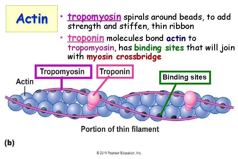 Actin • tropomyosin spirals around beads, to add strength and stiffen, thin ribbon •