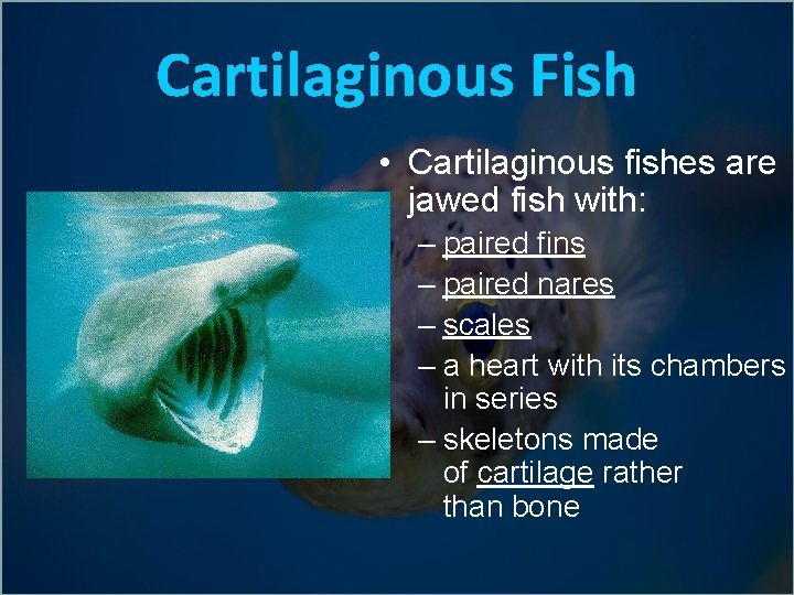 Cartilaginous Fish • Cartilaginous fishes are jawed fish with: – paired fins – paired