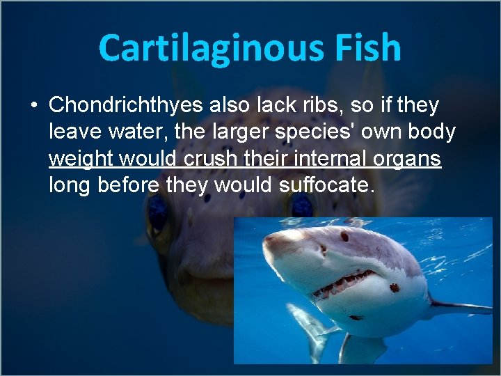 Cartilaginous Fish • Chondrichthyes also lack ribs, so if they leave water, the larger